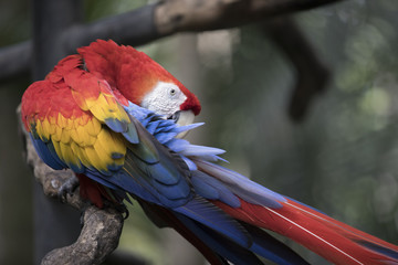 Parrot in Costa Rica
