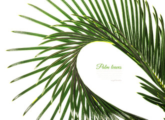 Palm leaf