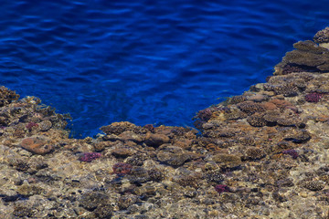 coral reef at coast of Red Sea, Egypt