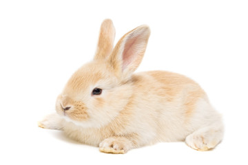 rabbit on a white background