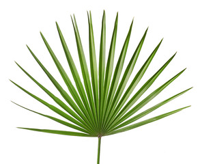 Obraz premium liść palmowy
