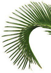 Palm leaf