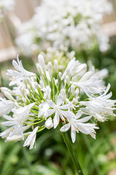 Fototapeta big white flowers in sunny summer day