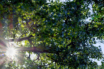 A ray of the sun through the leaves of a tree