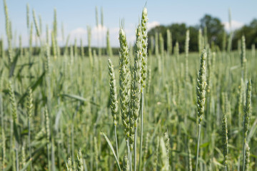 Wheat growing in a field