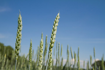 Wheat growing in a field