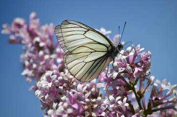 Бабочка на сирени.