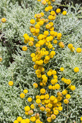 small yellow flowers in sunny summer day