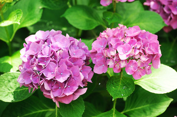 Fototapeta premium close up on purple red hydrangea flower blooming