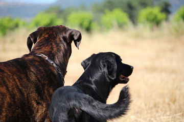 chiens : cane corso et labrador