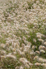 field of a wild plants with fluffy spike