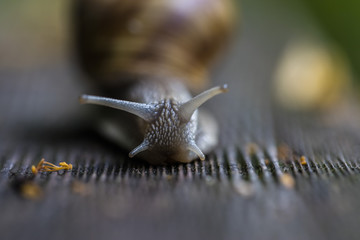 snail in the forest 