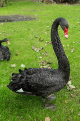 Trauerschwan auf grüner Wiese