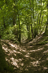 Obraz premium Auf dem Fernwanderweg Spessartweg