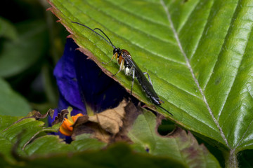 Braconidae wasp on a leaf