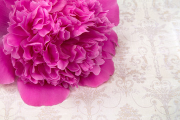 pink big peony flower on paper background