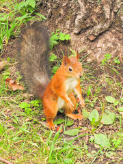 little red squirrel