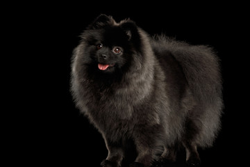 Furry Pomeranian Spitz Dog Standing on Isolated Black Background, front view