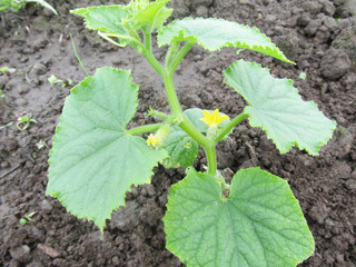 Green bush of a cucumber. 