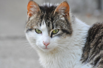 Obraz premium Domestic cat portrait. Cute domestic kitty close-up