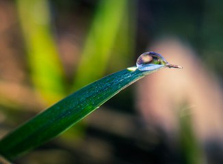 Photo of grass in under dew in early spring morning