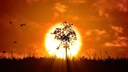 Sunset with tree shadow