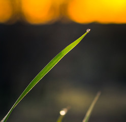 Photo of grass in under dew in early spring morning