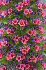 Tajinaste rojo, Echium wildpretii