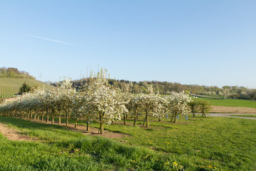 Fototapeta premium Obstbäume