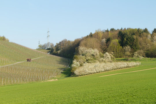 Obstbäume