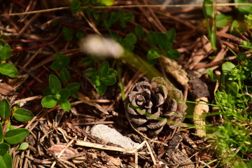 Natur