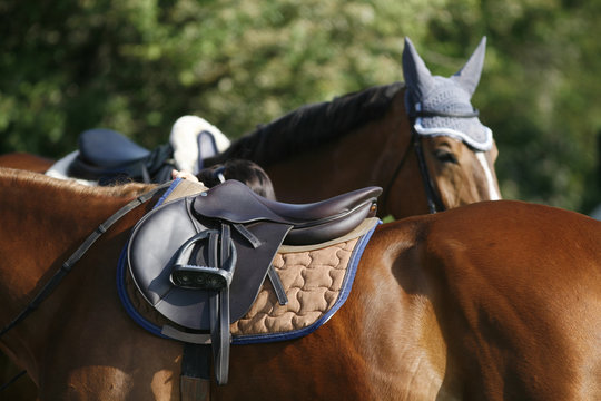 Closeup of show jumping horse during training