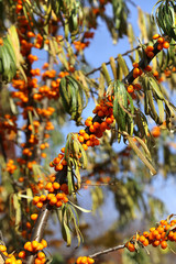 Branches of sea buckthorn