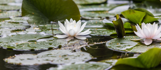 lotus flower 