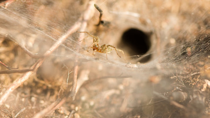Labyrinth spider (Agelena labyrinthica). Female on large sheet web amongst heather from which this animal gets its name, in the family Agelenidae