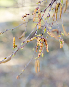 One birch full of pollen in spring