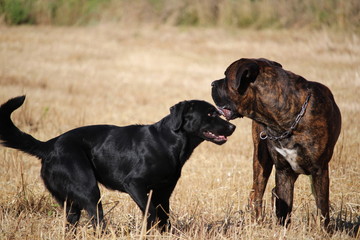 chiens  amis  labrador  et cane  corso'