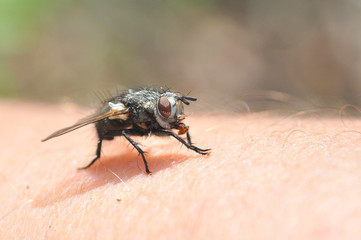 Macro of house flies or fly insect close up on the hand
