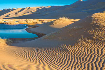 beautiful morning landscape of desert with little oasis 
