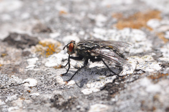 Macro of house flies or fly insect close up on the rock in nature
