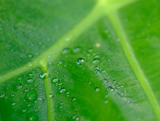 Rain drop on leaf ,green color