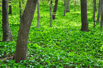 Wild garlic or bear garlic growing in forest in spring. Ramson field under a mountain. Green floor in the woods