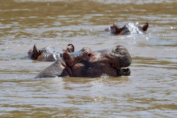 Fototapeta premium Hippo family (Hippopotamus amphibius)