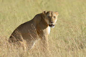 Lion in National park of Kenya
