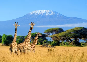 Wall murals Kilimanjaro Three giraffe in National park of Kenya