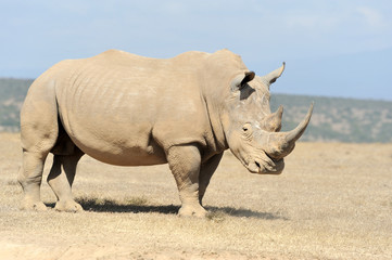 Obraz premium African white rhino