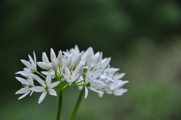 Wild garlic or bear garlic in bloom in forest in spring. 