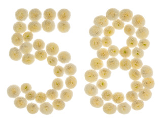 Arabic numeral 58, fifty eight, from cream flowers of chrysanthemum, isolated on white background