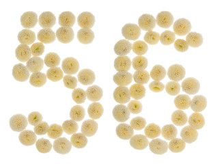 Arabic numeral 56, fifty six, from cream flowers of chrysanthemum, isolated on white background