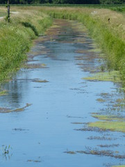 Bach fluss wasserpflanzen blühen landschaft